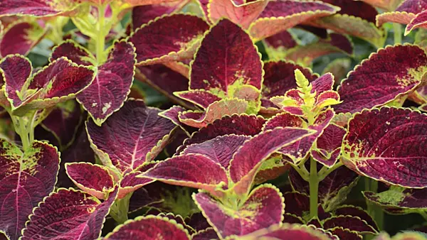 499039 - Coleus (Solenostemon scutellarioides syn. Coleus blumei)