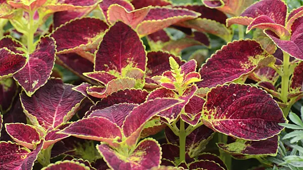 499040 - Coleus (Solenostemon scutellarioides syn. Coleus blumei)