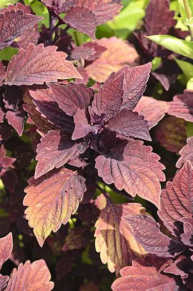 536102 - Coleus (Solenostemon scutellarioides syn. Coleus blumei)
