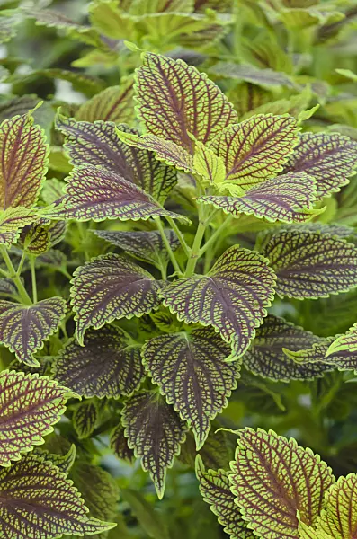 572005 - Coleus (Solenostemon scutellarioides syn. Coleus blumei)