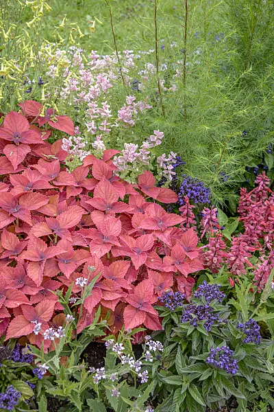 575335 - Coleus (Solenostemon scutellarioides syn. Coleus blumei)