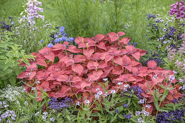 575336 - Coleus (Solenostemon scutellarioides syn. Coleus blumei)