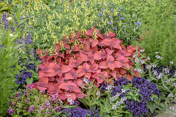 575337 - Coleus (Solenostemon scutellarioides syn. Coleus blumei)