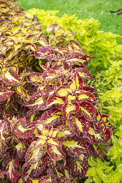 625059 - Coleus (Solenostemon scutellarioides syn. Coleus blumei)