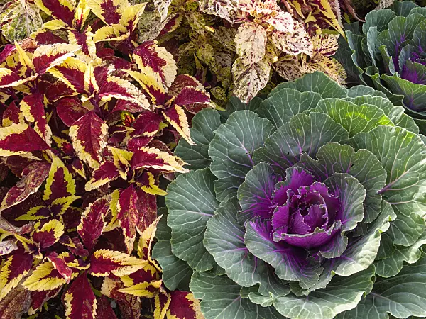 405016 - Coleus (Solenostemon scutellarioides syn. Coleus blumei) and flowering cabbage (Brassica oleracea)
