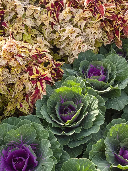405018 - Coleus (Solenostemon scutellarioides syn. Coleus blumei) and flowering cabbage (Brassica oleracea)
