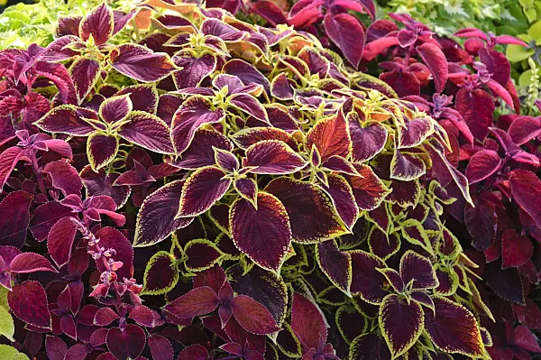 487287 - Coleus (Solenostemon scutellarioides 'Wizard Mix' syn. Coleus blumei 'Wizard Mix')