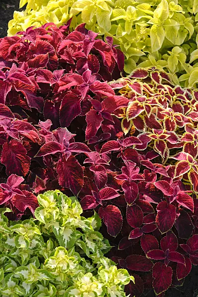 487289 - Coleus (Solenostemon scutellarioides 'Wizard Mix' syn. Coleus blumei 'Wizard Mix')