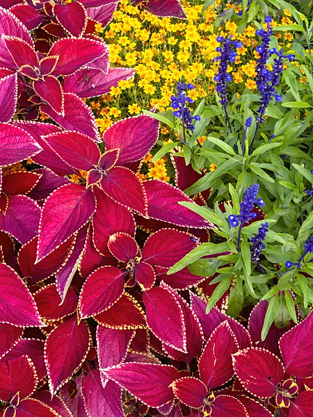428101 - Coleus (Solenostemon syn. Coleus), marigold (Tagetes) and sage (Salvia)