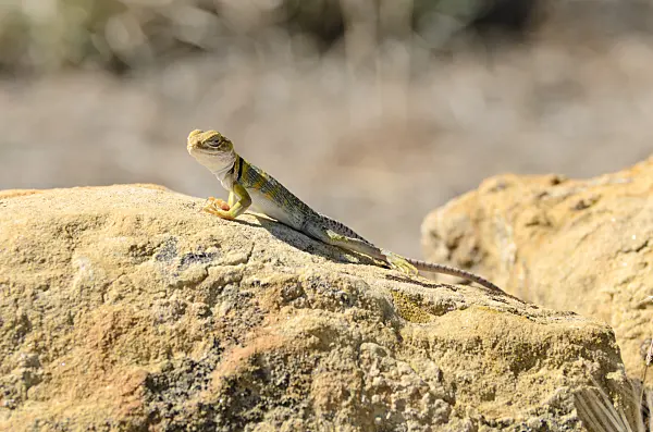 508263 - Collared lizard (Crotaphytus collaris) sits on a sandstone in the sun and is looking around