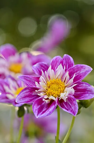 525013 - Collerette dahlia (Dahlia Blütenmeer)