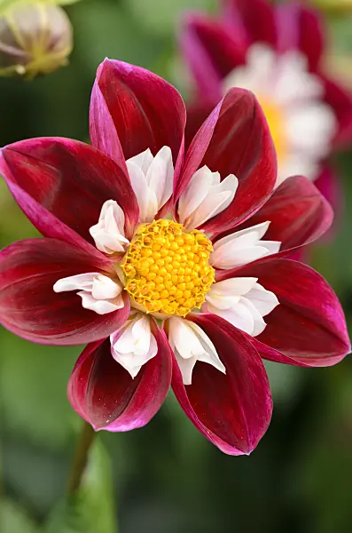 525012 - Collerette dahlia (Dahlia Nathalie)