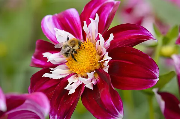 525011 - Collerette dahlia (Dahlia Night Butterfly) and bumble bee (Bombus)