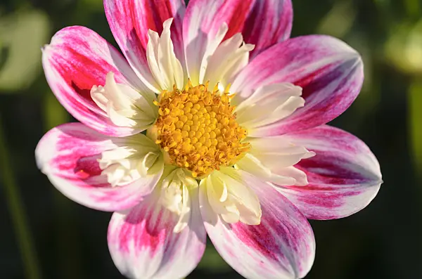 524209 - Collerette dahlia (Dahlia Olivia)