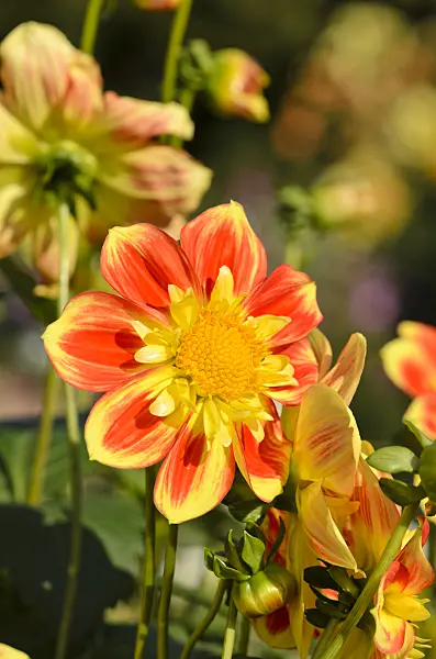 525429 - Collerette dahlia (Dahlia Pooh)