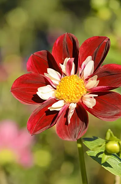 524208 - Collerette dahlia (Dahlia Stefanie Hertel)