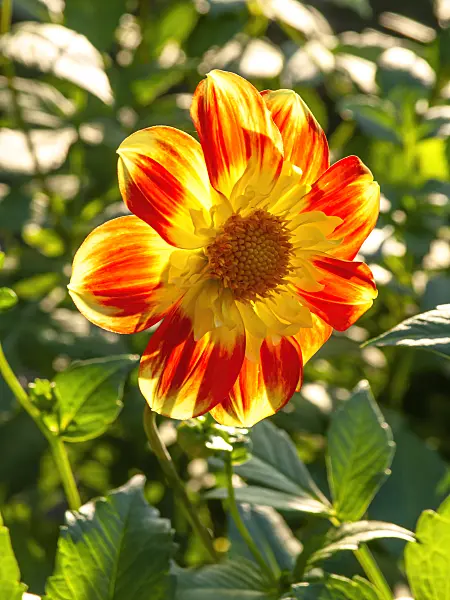 442136 - Collorette dahlia (Dahlia Don Lorenzo)