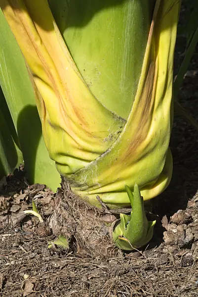 595031 - Colocasia gigantea