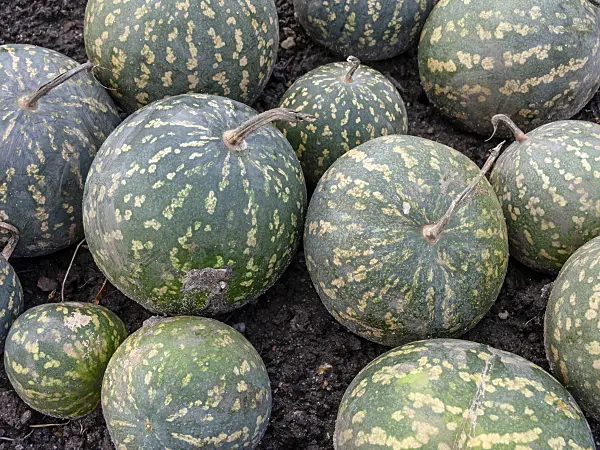 465304 - Colocynth (Citrullus colocynthis)