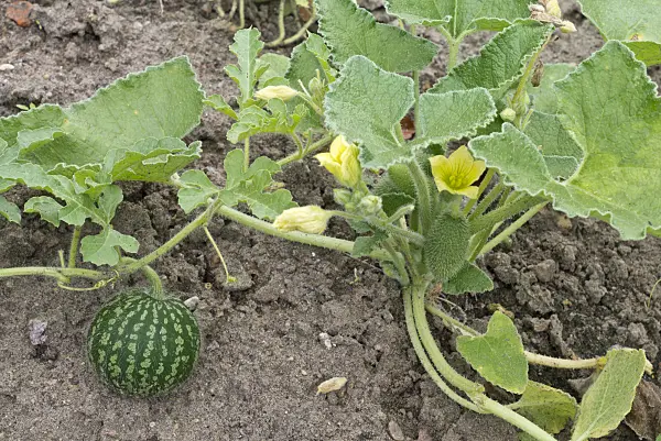 561077 - Colocynth (Citrullus colocynthis)