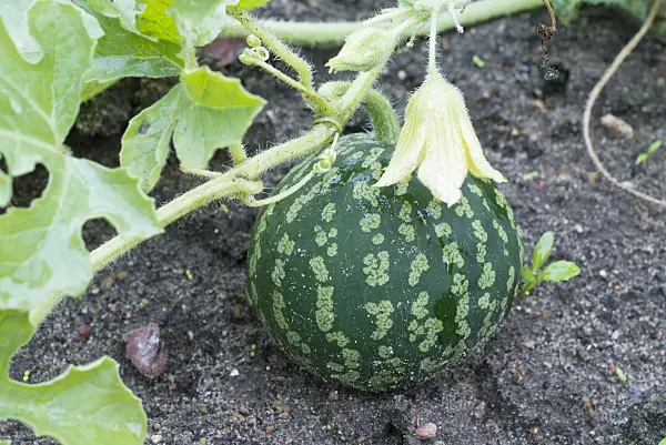 561093 - Colocynth (Citrullus colocynthis)