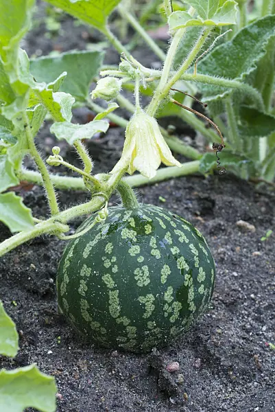 561094 - Colocynth (Citrullus colocynthis)