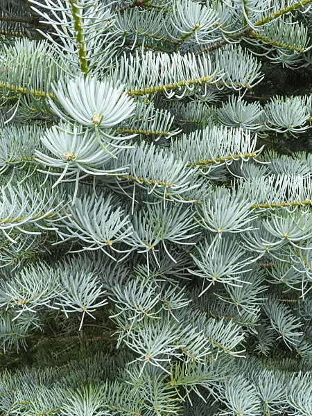 427055 - Colorado fir (Abies concolor 'Argentea')