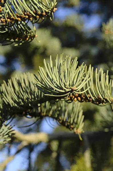 493006 - Colorado fir (Abies concolor 'Violacea')
