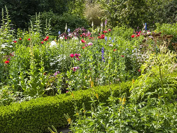 414173 - Colorful farmer's garden with low boxwood hedge