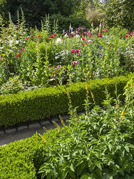 414174 - Colorful farmer's garden with low boxwood hedge
