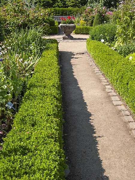 414175 - Colorful farmer's garden with low boxwood hedge and large stone planting trough