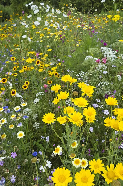 511216 - Colourful flower meadow
