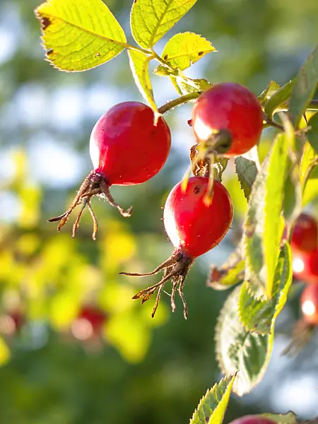416016 - Colourful impression with sunny rose hips and leaves