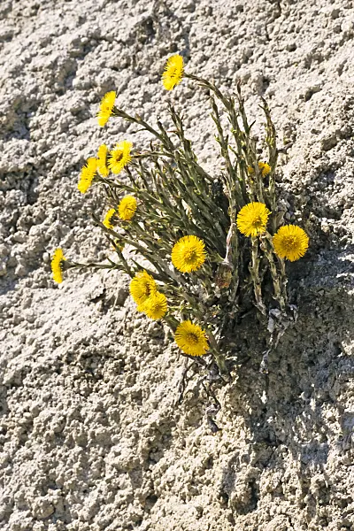 378006 - Coltsfoot (Tussilago farfara)