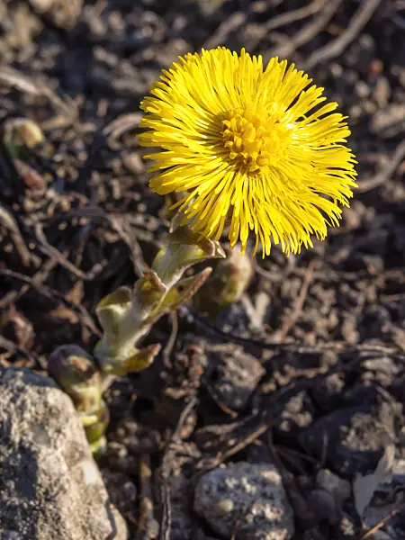 423017 - Coltsfoot (Tussilago farfara)