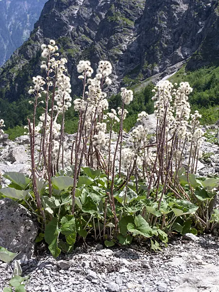 439144 - Coltsfoot (Tussilago farfara)