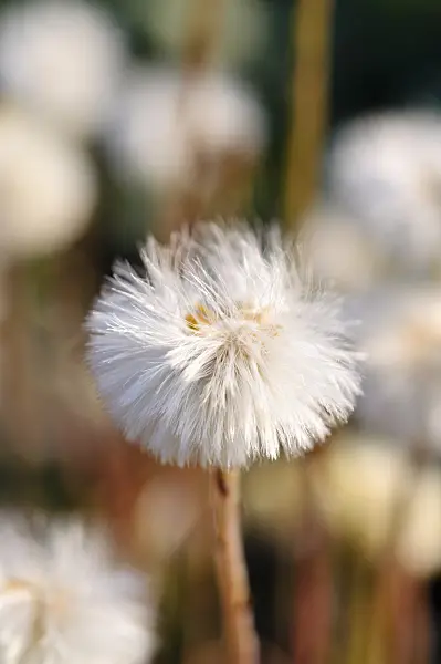 484079 - Coltsfoot (Tussilago farfara)