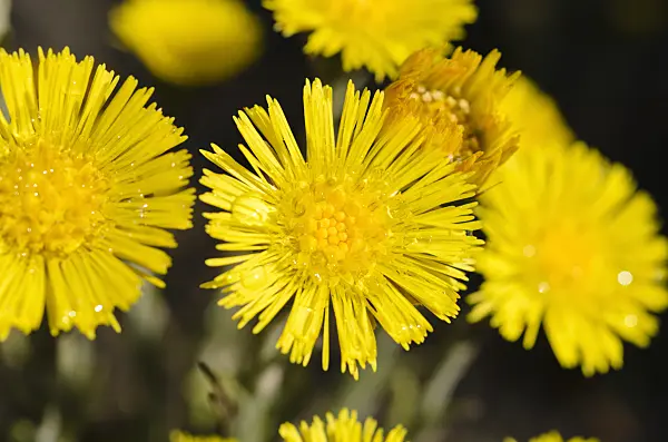 495186 - Coltsfoot (Tussilago farfara)