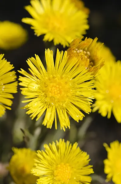 495187 - Coltsfoot (Tussilago farfara)