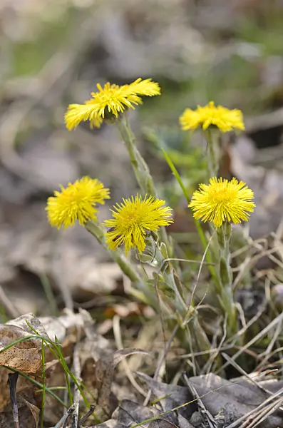 506053 - Coltsfoot (Tussilago farfara)