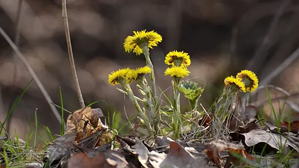 506057 - Coltsfoot (Tussilago farfara)