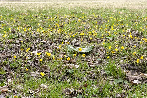 509201 - Coltsfoot (Tussilago farfara)
