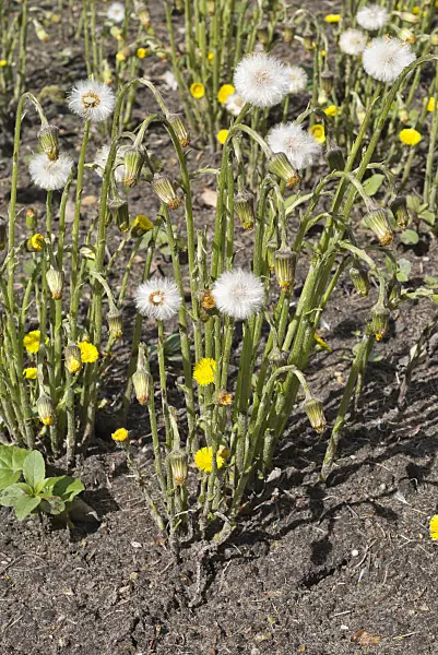 555121 - Coltsfoot (Tussilago farfara)