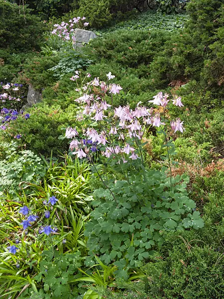 401251 - Columbine (Aquilegia)