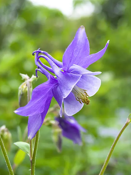 437397 - Columbine (Aquilegia)