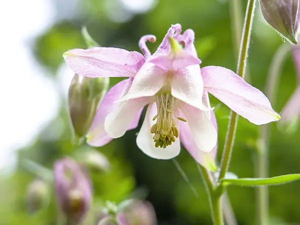 437398 - Columbine (Aquilegia)
