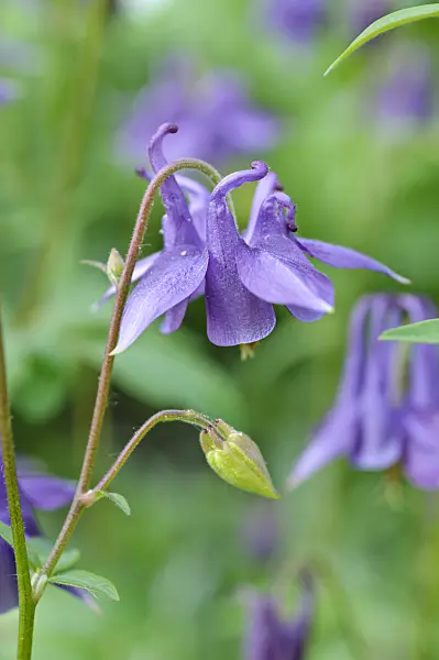 472143 - Columbine (Aquilegia)