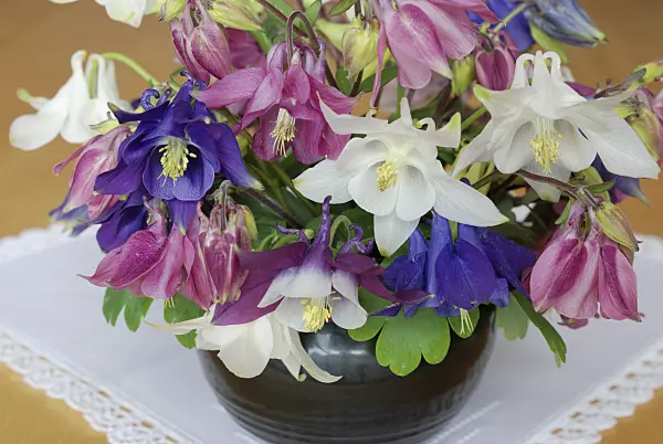 472174 - Columbine (Aquilegia)