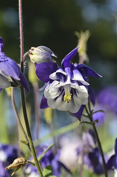 496260 - Columbine (Aquilegia)