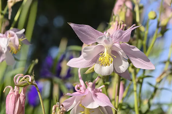 496261 - Columbine (Aquilegia)